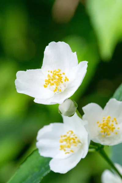 Philadelphus Named Mock Orange Reference Flowers Which Wild Species Look — Stock Photo, Image