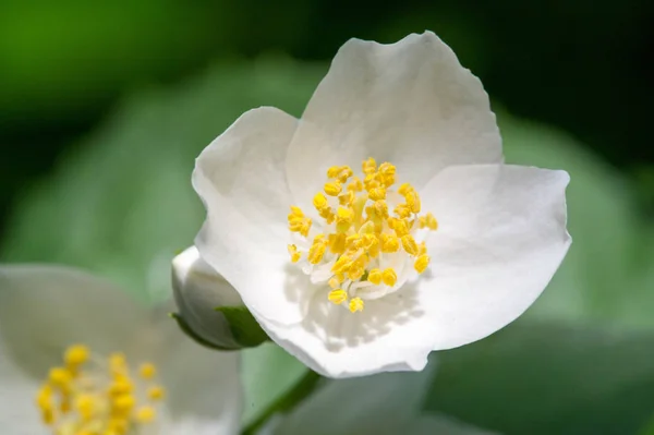 Philadelphus Named Mock Orange Reference Flowers Which Wild Species Look — Stock Photo, Image