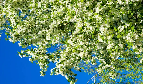 Apple Flowers, Apple blossom. in the sunshine over natural green background.  tree white blossoms in Spring.