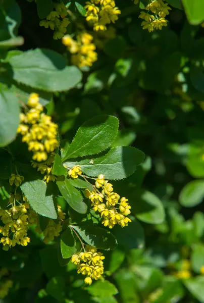 Berberis Vulgaris Arbusto Del Género Berberis Produce Bayas Ácido Butílico —  Fotos de Stock