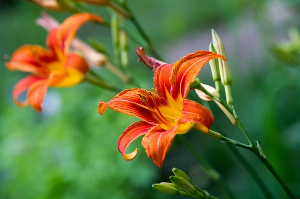 Lilie Lilium Lily Kwiaty Duże Często Pachnące Prezentowane Szerokiej Gamie — Zdjęcie stockowe