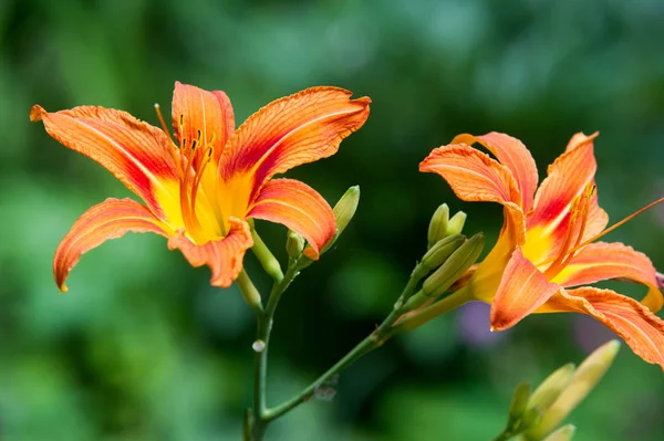 Liliom Liliom Lily Virágok Nagy Gyakran Illatos Bemutatják Színek Széles — Stock Fotó