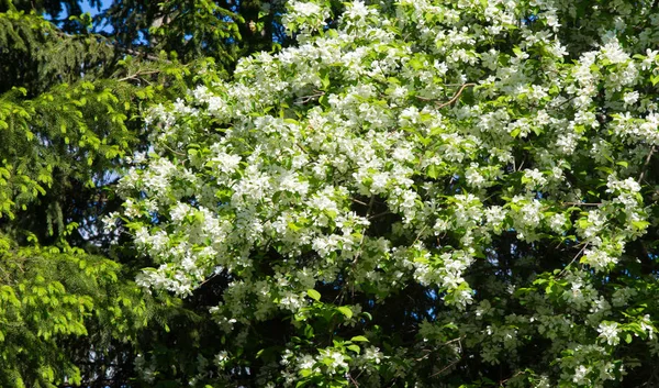 Appelbloemen Appelbloesem Zon Natuurlijke Groene Achtergrond Boom Witte Bloemen Het — Stockfoto