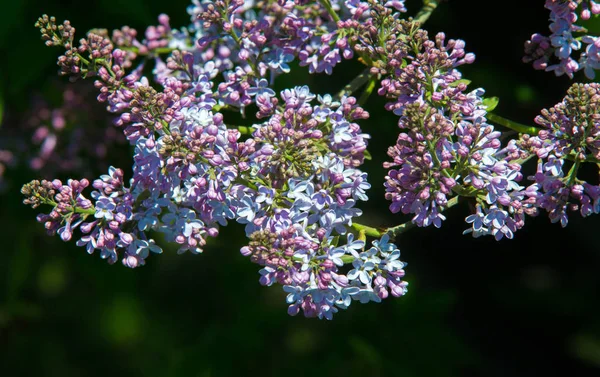 Speciile Liliac Siringa Plante Lemnoase Flori Din Familia Măslini Nativi — Fotografie, imagine de stoc