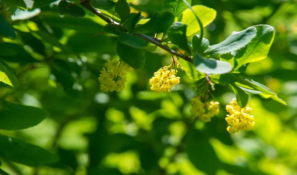 Berberis Vulgaris Berberiler Berberis Vulgaris Familyasından Bir Böğürtlen Türü Yenilebilir — Stok fotoğraf