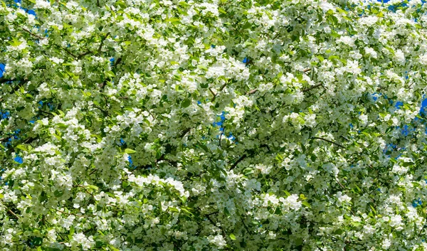 Fleurs Pomme Fleur Pomme Soleil Sur Fond Vert Naturel Les — Photo