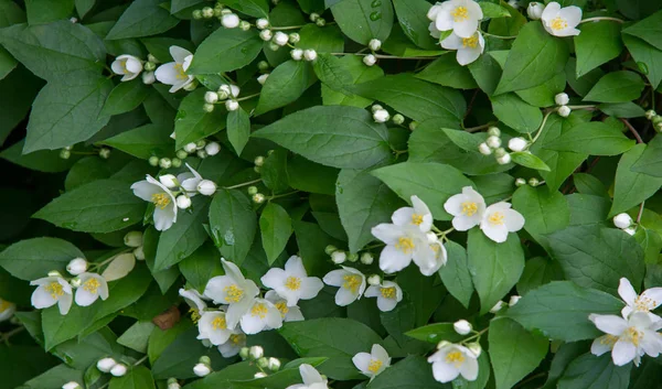 Jasmine Old World Shrub Climbing Plant Bears Fragrant Flowers Used — Stock Photo, Image