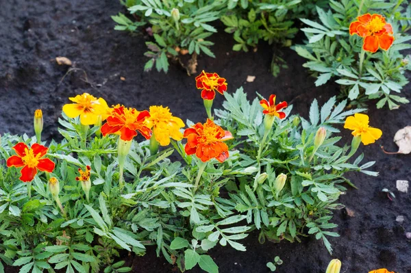 Specie Tagetes Lucida Nota Come Periconi Usata Preparare Medicinale All — Foto Stock