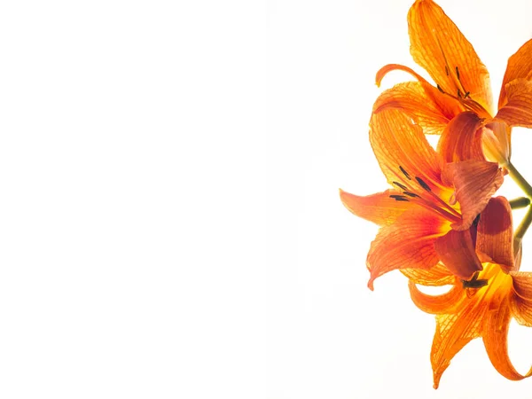 Лилия Лилия Лили Цветы Большие Часто Ароматные Представлены Широком Диапазоне — стоковое фото