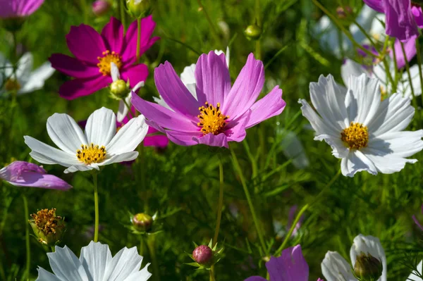 Flowers Cosmos Nativa México Onde Maioria Das Espécies São Encontradas — Fotografia de Stock