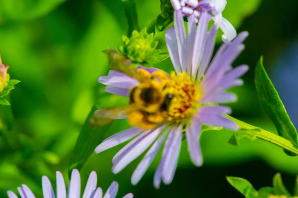 Nombre Aster Proviene Palabra Griega Que Significa Estrella Que Significa —  Fotos de Stock