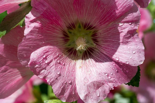 Malva Flor Gotas Água Grama Depois Uma Umidade Chuva Verão — Fotografia de Stock