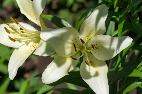 Lilies Lilium Lily Flowers Large Often Fragrant Presented Wide Range — Stock Photo, Image