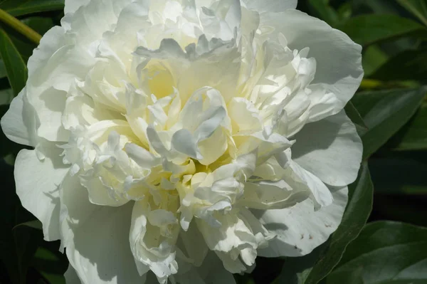 牡丹或白牡丹是牡丹属的开花植物 是白牡丹科唯一的一种 原产于亚洲 欧洲和北美西部 是最受欢迎的园艺植物之一 — 图库照片