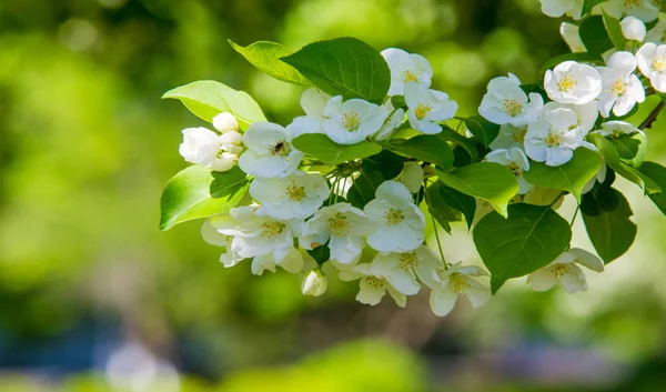 Apple Flowers Apple Blossom Sunshine Natural Green Background Tree White — Stock Photo, Image