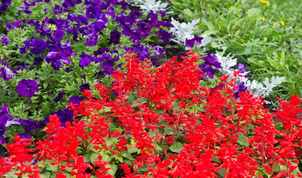 Floral Landscaping Brings Riot Color City Streets City Beds Flowers — Stock Photo, Image