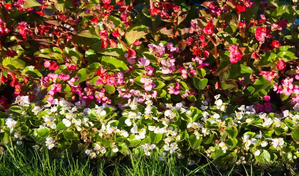 Begonia Ett Släkte Fleråriga Blommande Växter Den Begonian Familjen Begonias — Stockfoto