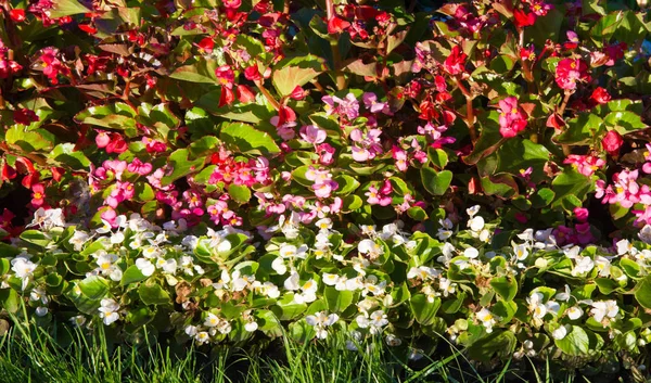 Begonia Een Geslacht Uit Grassenfamilie Poaceae Begonia Komen Uit Een — Stockfoto