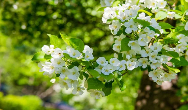 苹果花 苹果花 在自然的绿色背景之上的阳光下 春天里的树白花 — 图库照片