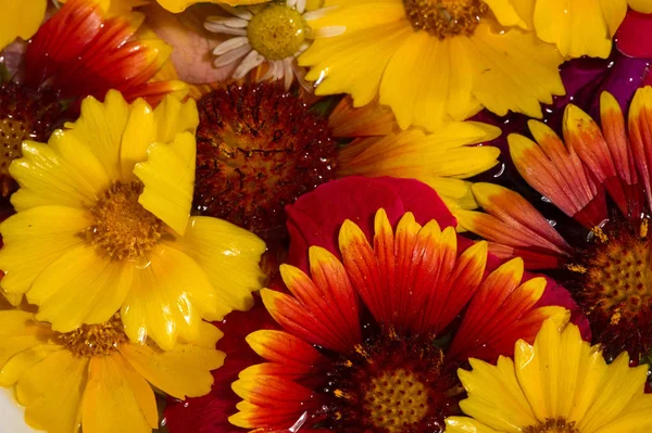Flores Diferentes Ainda Vida Uma Pintura Desenho Arranjo Objetos Tipicamente — Fotografia de Stock