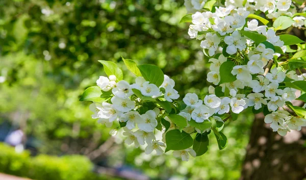 Apple Flowers, Apple blossom. in the sunshine over natural green background.  tree white blossoms in Spring.