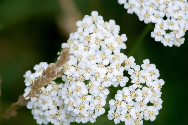 Aegopodium. The most well-known member is the Aegopodium podagraria, the ground elder also known as snow-on-the-mountain, Bishop\'s weed, goutweed, native to Europe and Asia.