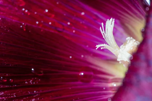 Malva Ist Eine Gattung Aus Der Familie Der Malvaceae Aus — Stockfoto