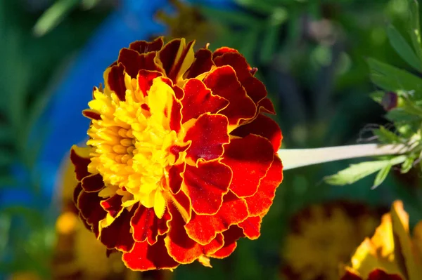 Espèce Tagetes Lucida Connue Sous Nom Péricones Est Utilisée Pour — Photo