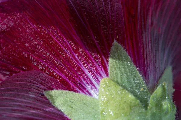 Malva Malvaceae Familyasından Bir Cinstir — Stok fotoğraf