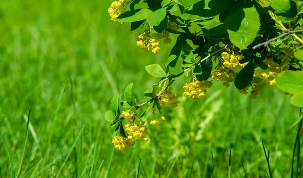 Berberis Vulgaris Berberiler Berberis Vulgaris Familyasından Bir Böğürtlen Türü Yenilebilir — Stok fotoğraf