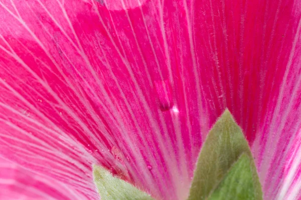 Malva Een Geslacht Uit Familie Malvaceae Een Geslacht Van Het — Stockfoto