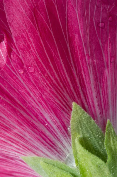 Malva Genere Della Famiglia Delle Malvaceae Dal Quale Genere Del — Foto Stock