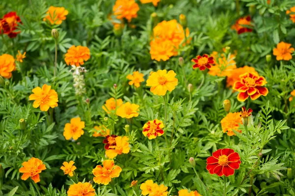 Especie Tagetes Lucida Conocida Como Periconas Utiliza Para Hacer Medicinal —  Fotos de Stock