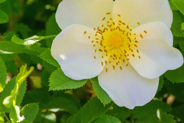 Die Rosa Hüfte Enthält Carotinoid Beta Carotin Lutein Zeaxanthin Und — Stockfoto