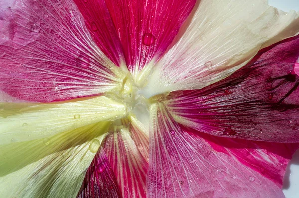 Malva Genere Della Famiglia Delle Malvaceae Dal Quale Genere Del — Foto Stock