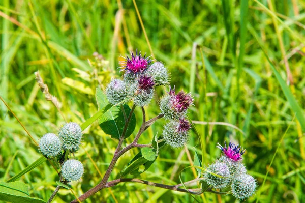 Arctium Lappa Comúnmente Conocida Como Una Gran Bardana Bardana Comestible —  Fotos de Stock