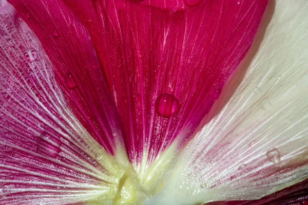 Malva Malvaceae Család Egyik Neme Amely Nem Nemhez Tartozik Családban — Stock Fotó