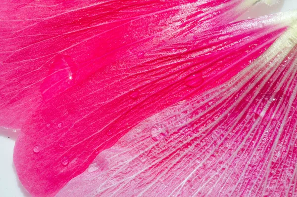 Malva Malvaceae Család Egyik Neme Amely Nem Nemhez Tartozik Családban — Stock Fotó