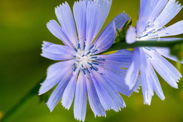 Kék Búzavirág Népszerűsége Egyesült Államokban Kanadában Nagy Britanniában Ausztráliában Olyan — Stock Fotó