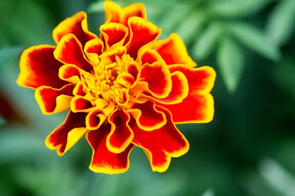 Especie Tagetes Lucida Conocida Como Periconas Utiliza Para Hacer Medicinal —  Fotos de Stock