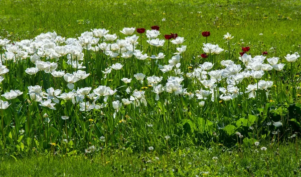 Tulipany Bulwiasta Wiosenno Kwitnąca Roślina Śmiało Kolorowymi Kwiatami Kształcie Kubka — Zdjęcie stockowe