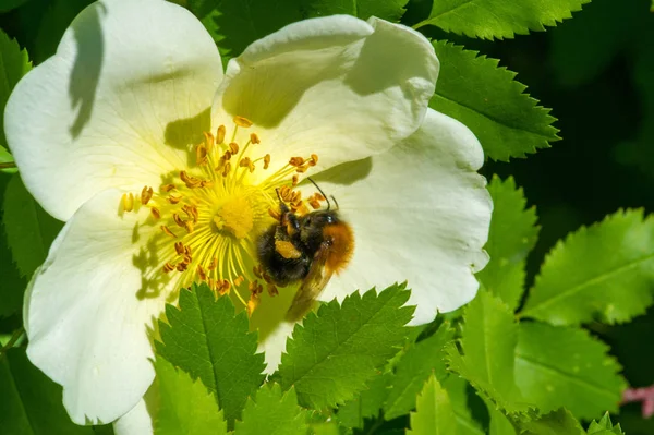 Růžové Kyčle Obsahují Karotenoid Beta Karoten Lutein Zeaxanthin Lykopen Které — Stock fotografie