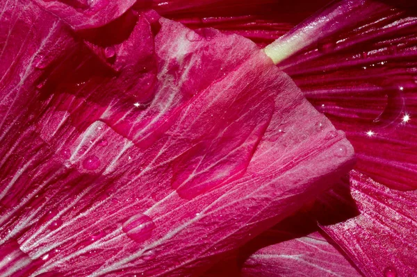 Malva Ist Eine Gattung Aus Der Familie Der Malvaceae Aus — Stockfoto