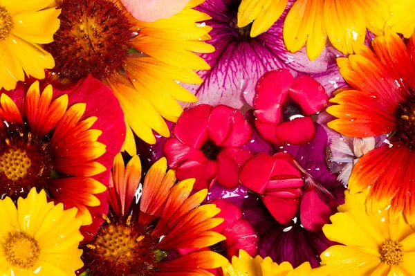 Feld Und Wiesenblumen Abgerissen Wasser Fotografiert Leuchtende Farben Abtrünniger Blütenblätter — Stockfoto