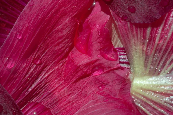 Malva Malvaceae Familyasından Bir Cinstir — Stok fotoğraf