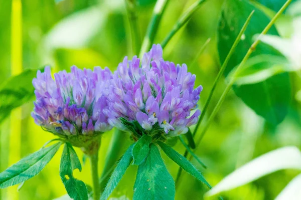 Clover Variety Forage Grass Flowers Form Globular Head Herbaceous Plant — Stock Photo, Image