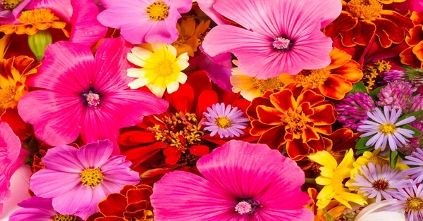 Skladba Jasných Různých Barev Zářivě Pestrá Podzimní Kytice Kvetoucích Žlutých — Stock fotografie