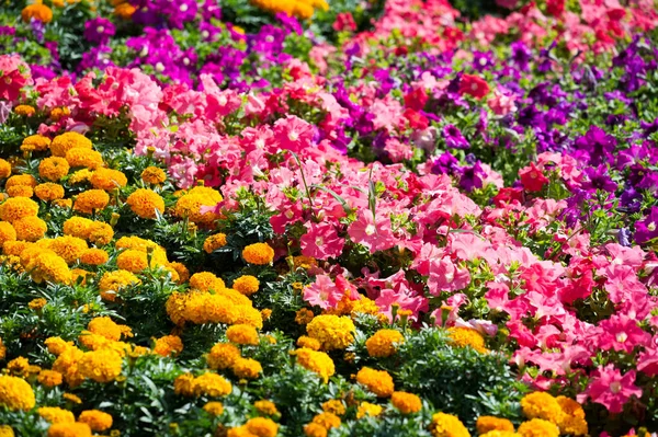 Stadtfotografie Blumenbeete Der Stadt Sonniger Tag Gute Laune — Stockfoto