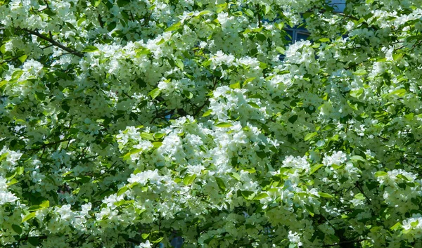 Fiori Mele Fiori Mele Sotto Sole Sfondo Verde Naturale Albero — Foto Stock