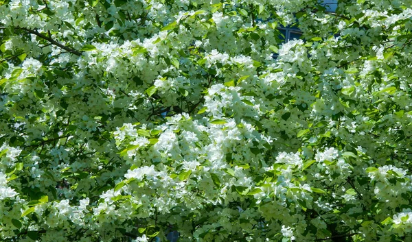 Fleurs Pomme Fleur Pomme Soleil Sur Fond Vert Naturel Les — Photo